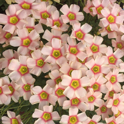 Oxalis Corniculata, Creeping Woodsorrel Seed