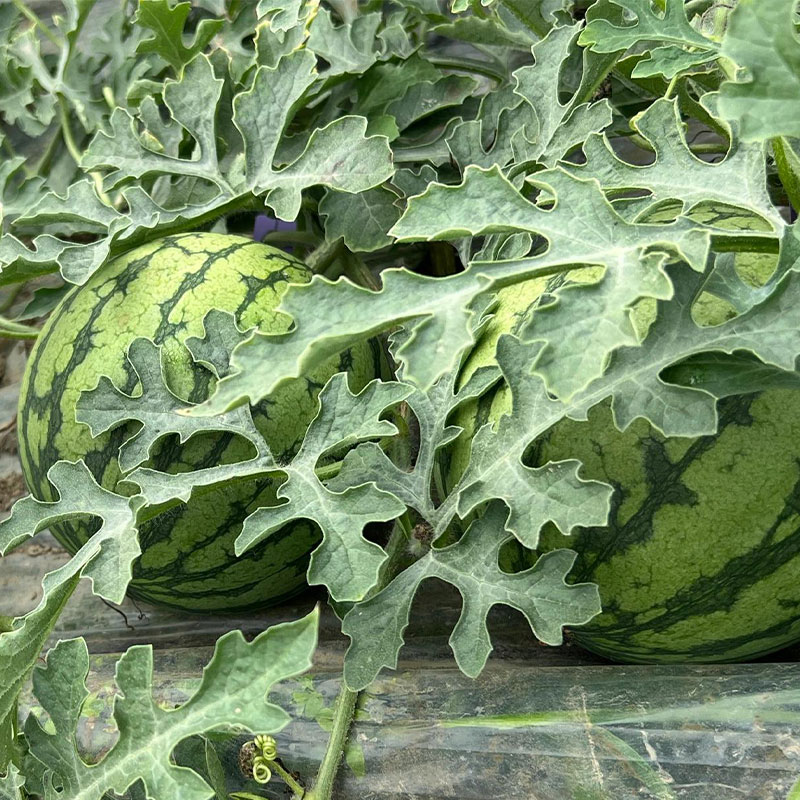 💥Best Seller☃️❄️Ice Cream Watermelon-Seeds-It Tastes Like Ice Cream After Being Refrigerated.