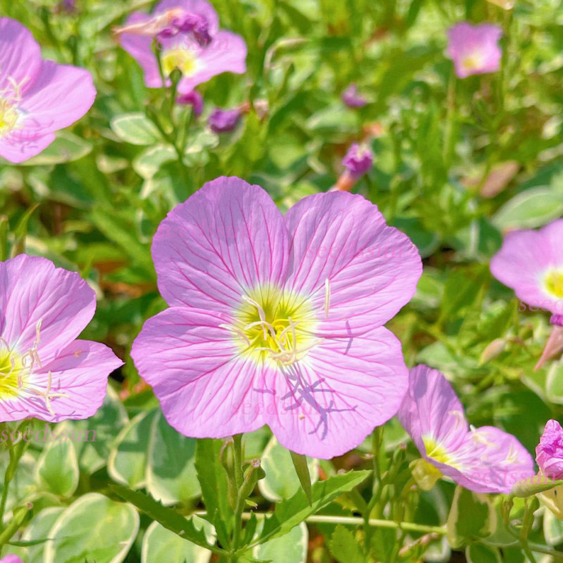 Beautiful Evening Primrose Seeds
