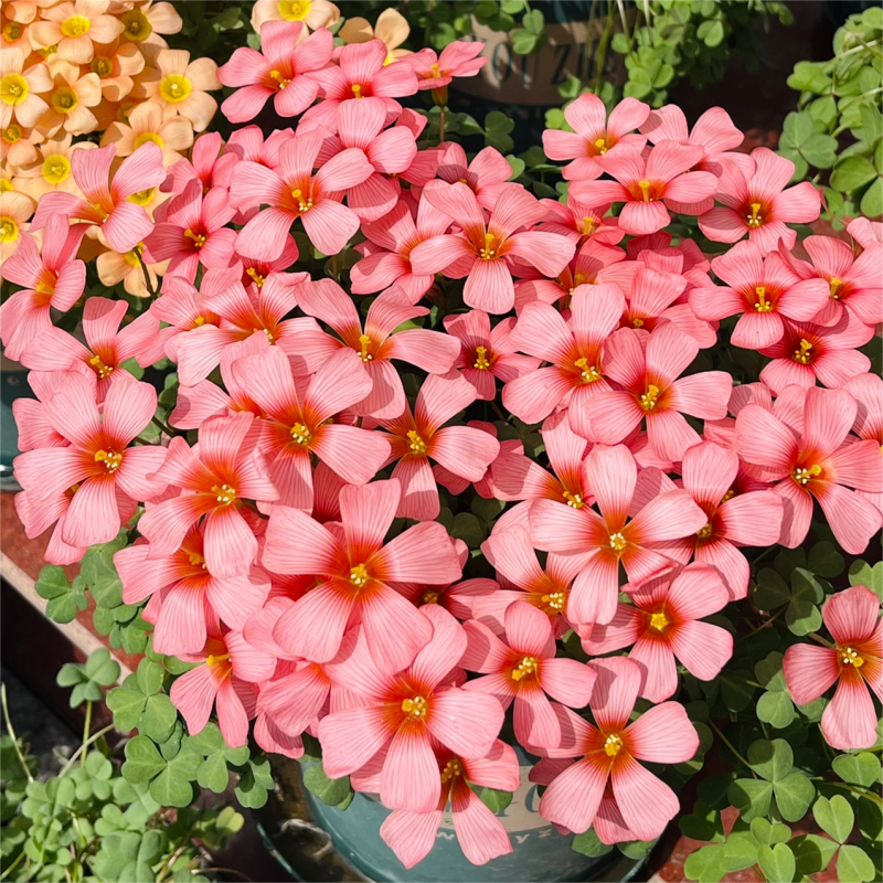 Oxalis Corniculata, Creeping Woodsorrel Seed