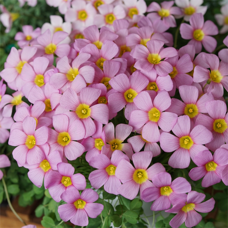 Oxalis Corniculata, Creeping Woodsorrel Seed