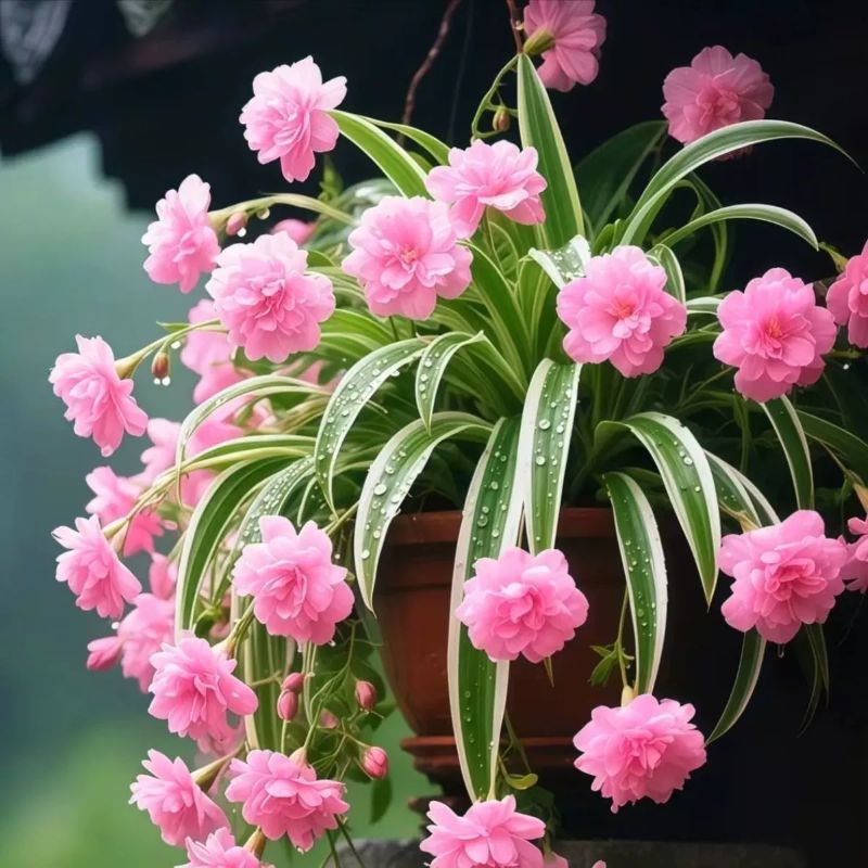 Perfumed Variegated Spider Plant Seeds