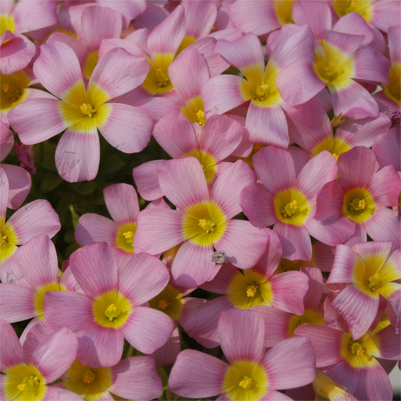 Oxalis Corniculata, Creeping Woodsorrel Seed