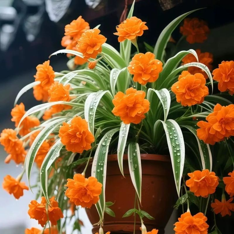 Perfumed Variegated Spider Plant Seeds
