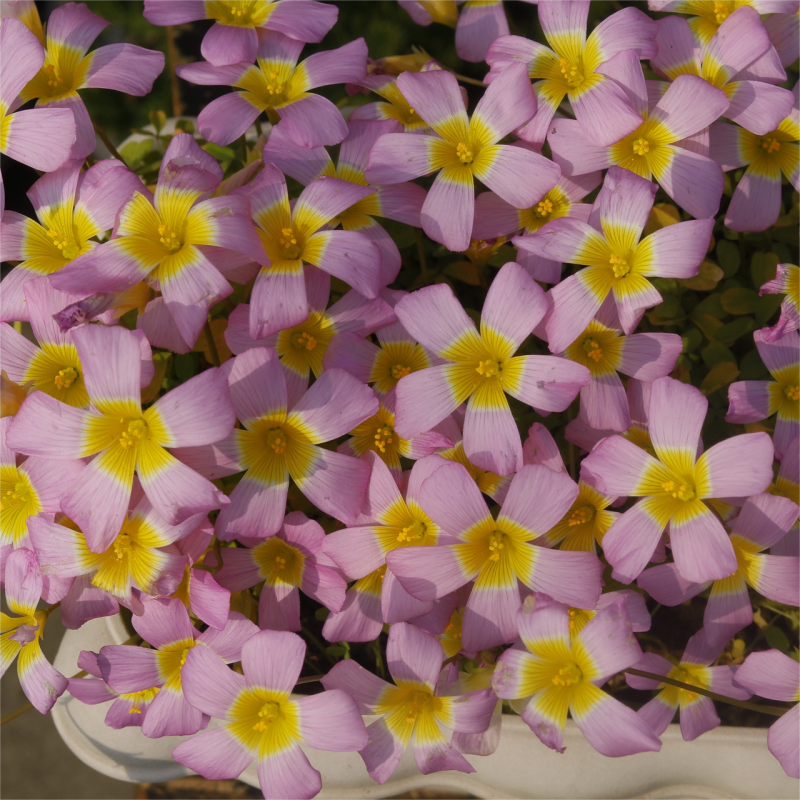 Oxalis Corniculata, Creeping Woodsorrel Seed