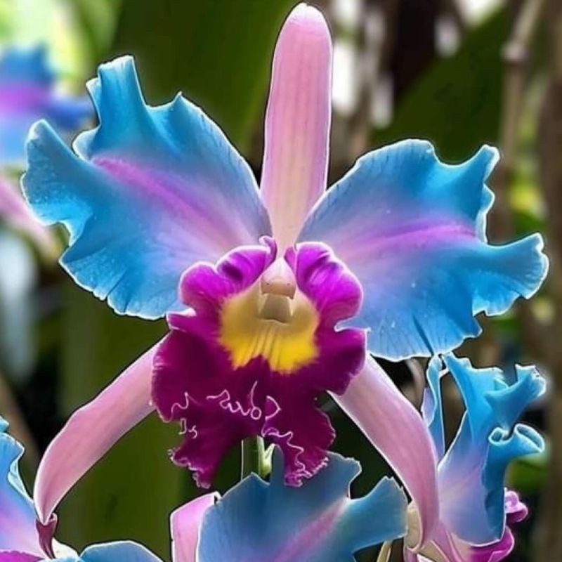 Iris