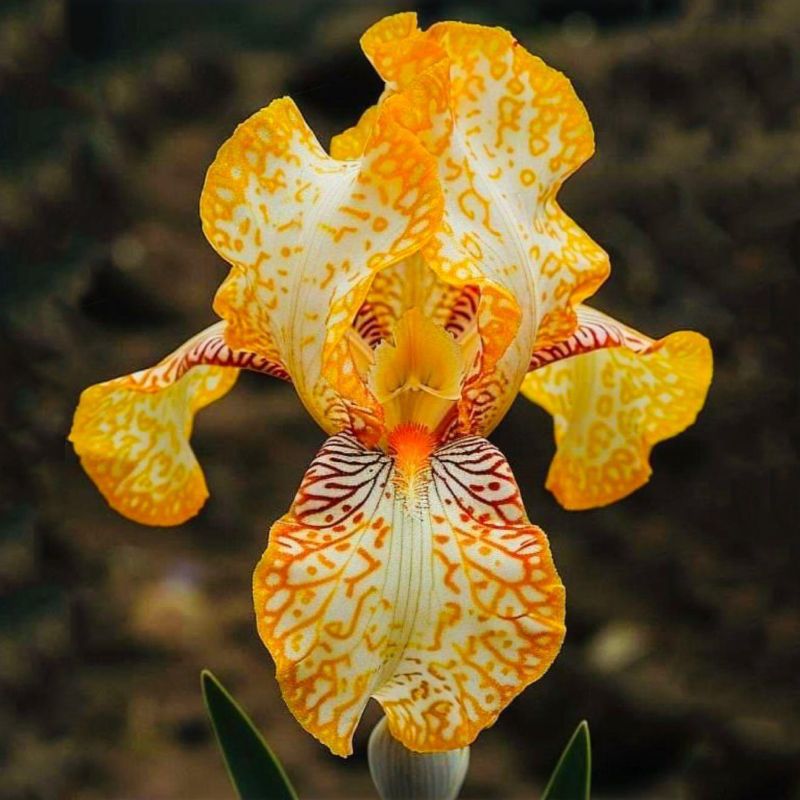 Iris