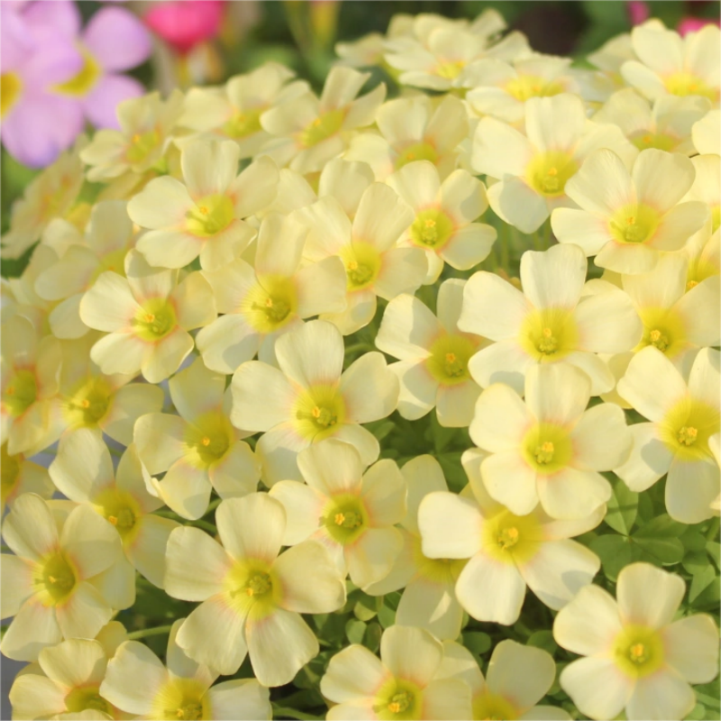 Oxalis Corniculata, Creeping Woodsorrel Seed