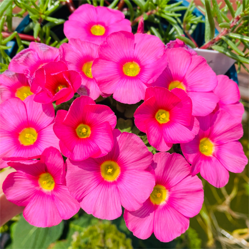 Oxalis Corniculata, Creeping Woodsorrel Seed