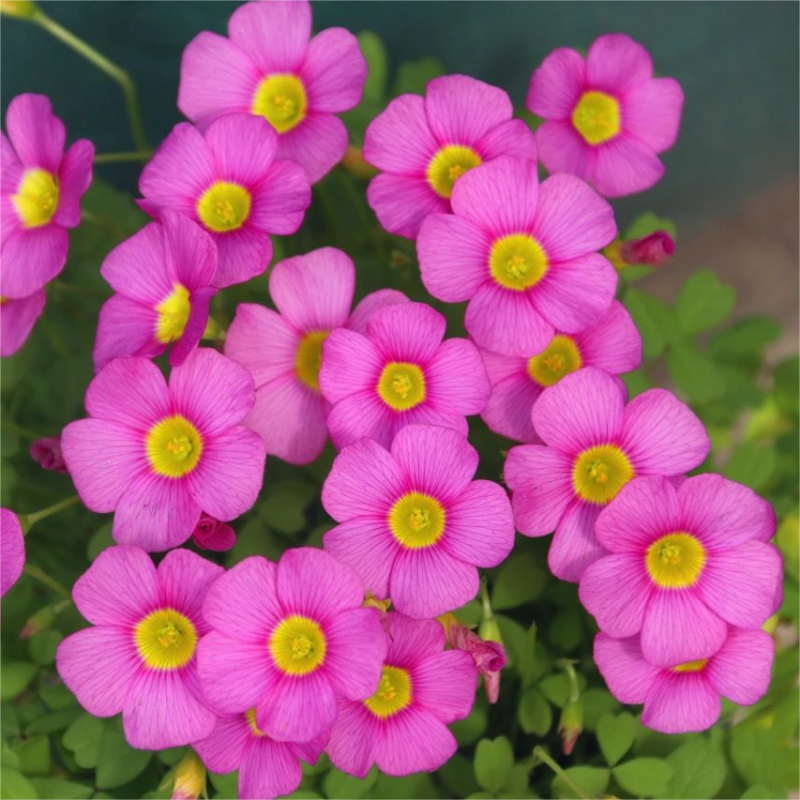 Oxalis Corniculata, Creeping Woodsorrel Seed