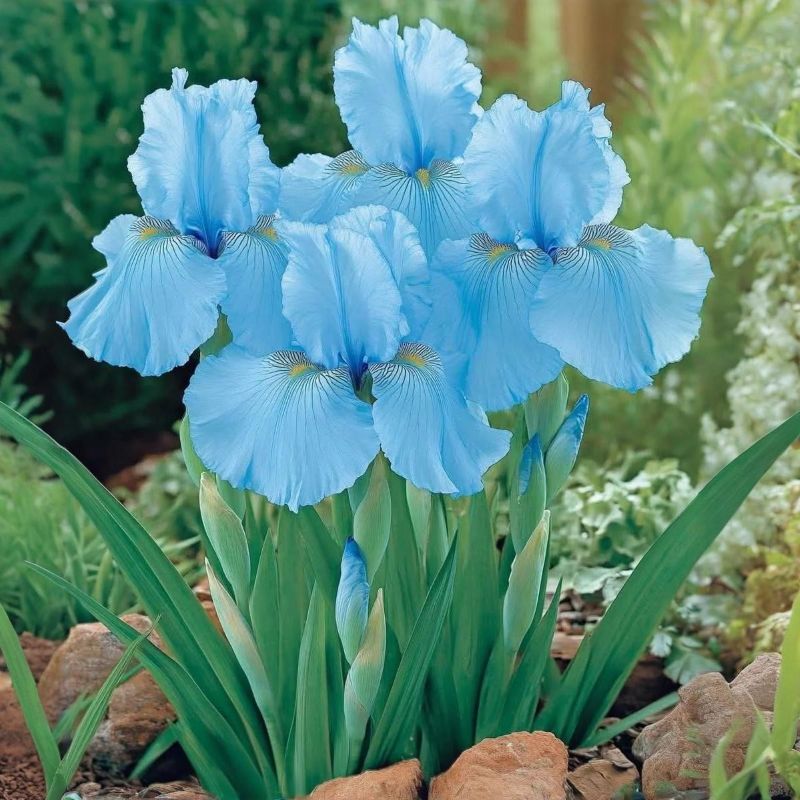  Alpine Blue Iris Bulbs