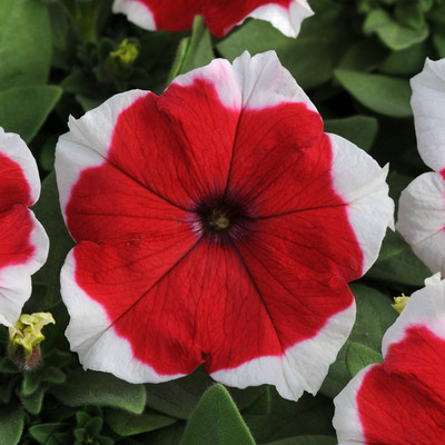 🌺Flower -Petunia Hybrida Seeds