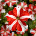 Red star spot