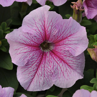 🌺Flower -Petunia Hybrida Seeds
