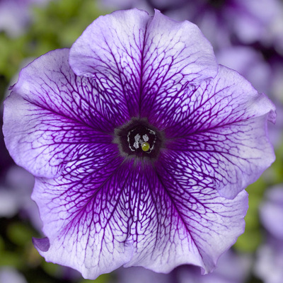 🌺Flower -Petunia Hybrida Seeds