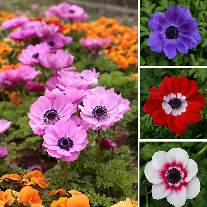Anemone Mona Lisa Seeds