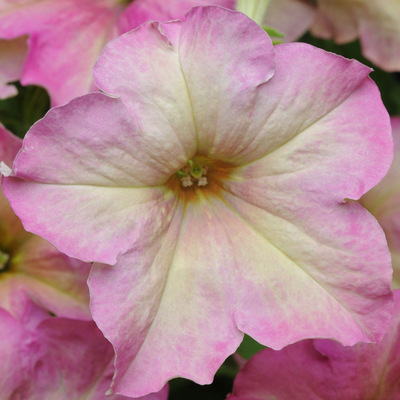 🌺Flower -Petunia Hybrida Seeds