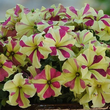 🌺Flower -Petunia Hybrida Seeds