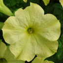 Lime green