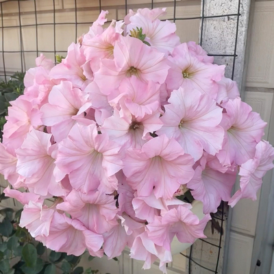 🌺Flower -Petunia Hybrida Seeds