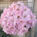 🍎Apple Flower Color