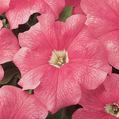 🌺Flower -Petunia Hybrida Seeds