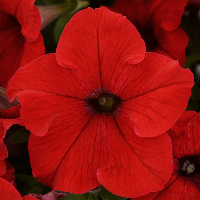🌺Flower -Petunia Hybrida Seeds