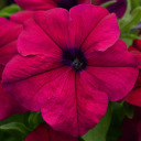 Wine red