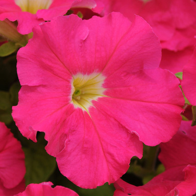 🌺Flower -Petunia Hybrida Seeds