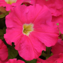 Rose red