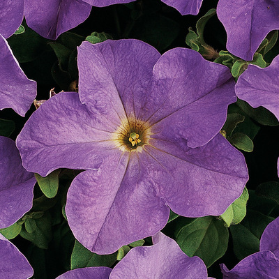🌺Flower -Petunia Hybrida Seeds