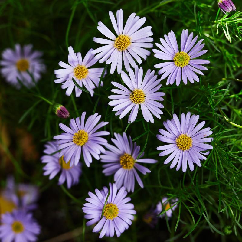 Splendour Blue Swan River Daisy
