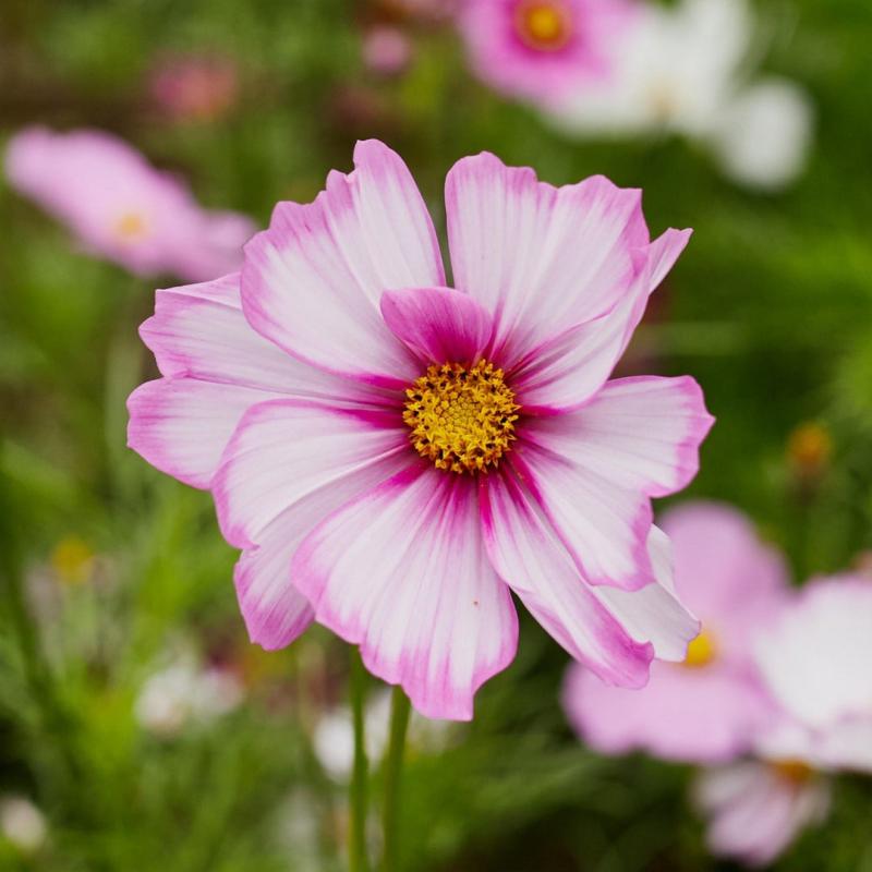 🍬Cosmos Sensations Candy Stripe Flower Seeds 🐝