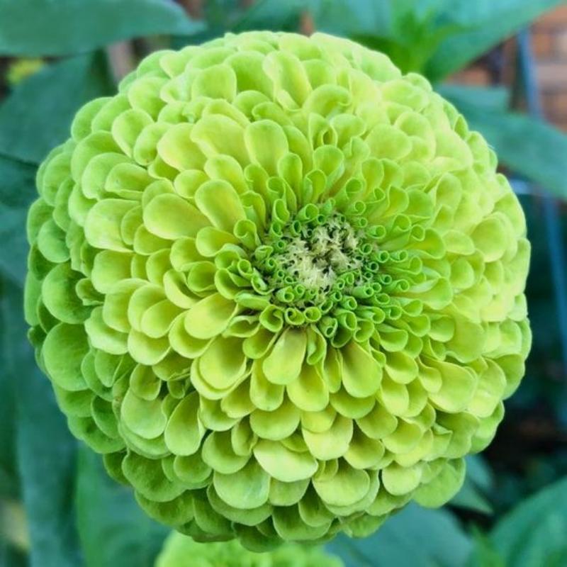 🌸Rare Zinnia Seeds-Flower Seeds