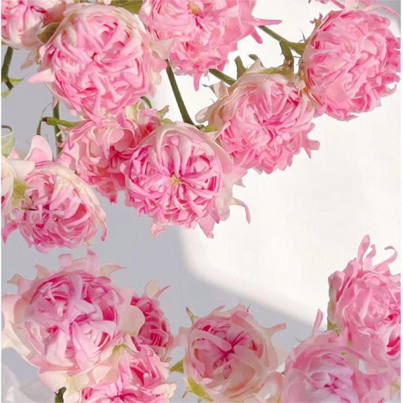 🩷Rare Pink Kite Roses-Flower Seeds 