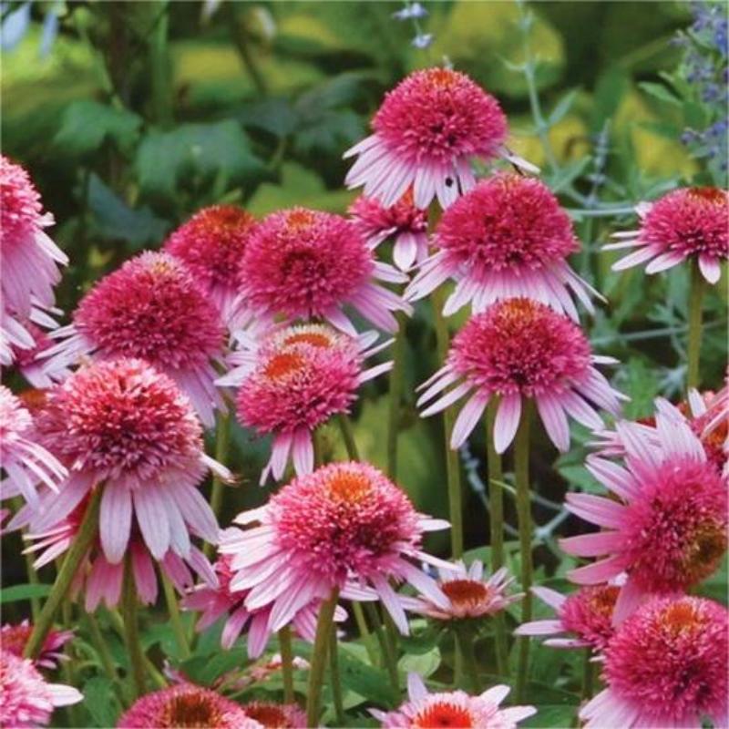 ❣️Organic Echinacea Purpurea-🟡Purple Coneflower Seeds