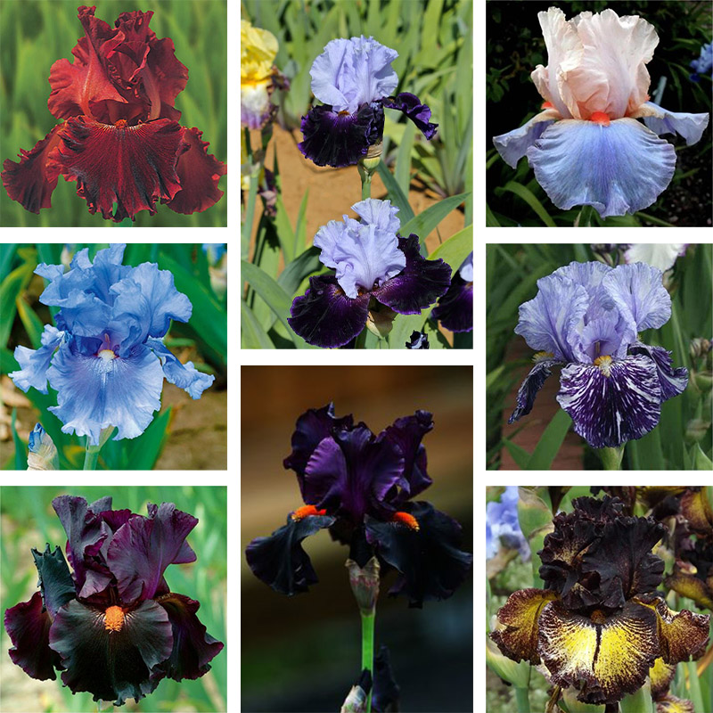 🌼 Iris - Easy to Grow Perennial-Flower Seeds