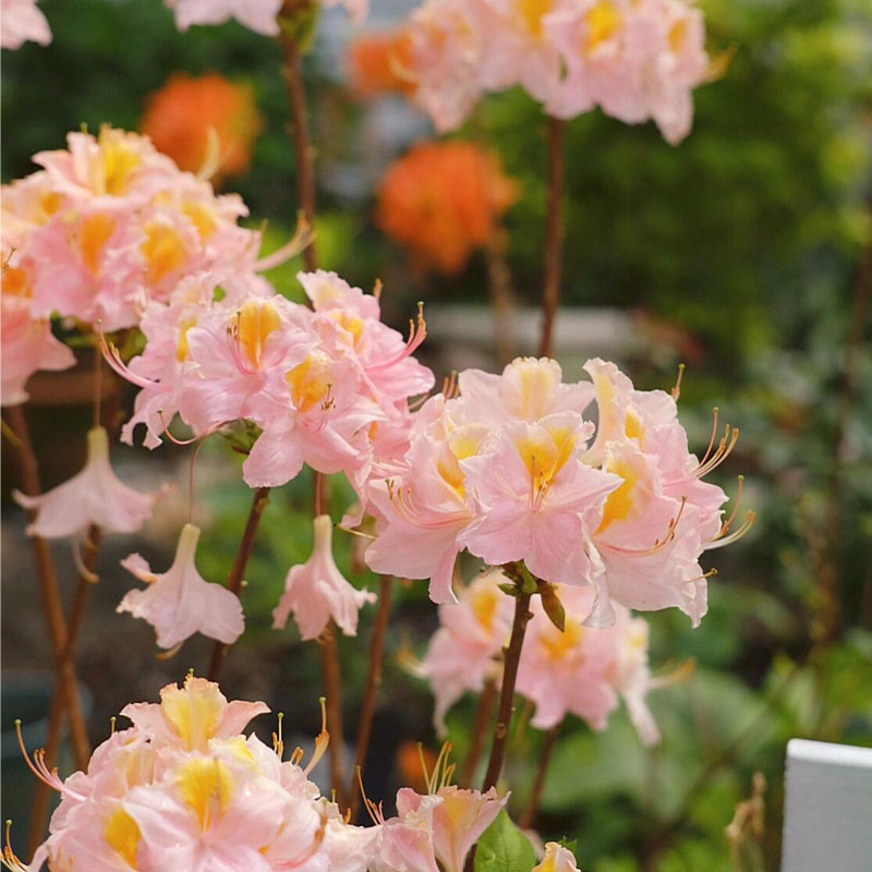 Deciduous Cuckoo Seeds
