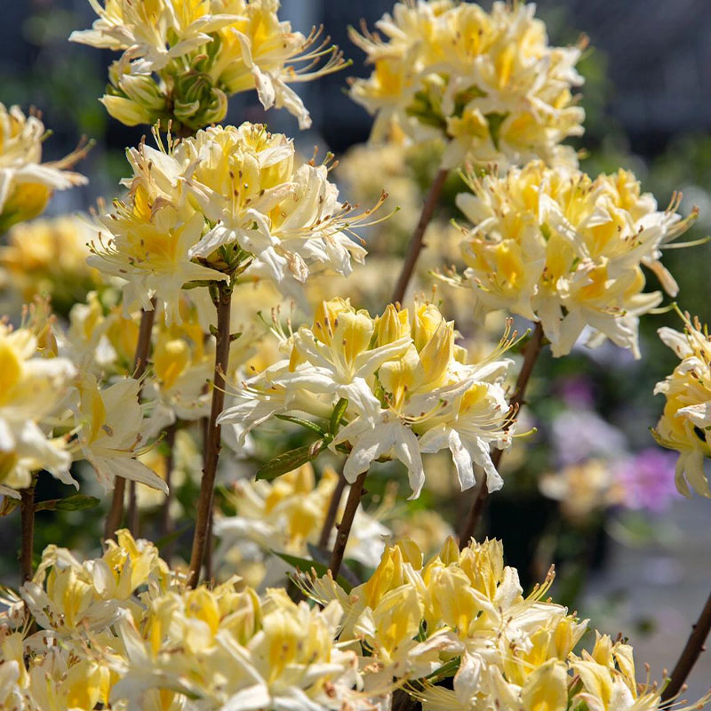 Deciduous Cuckoo Seeds