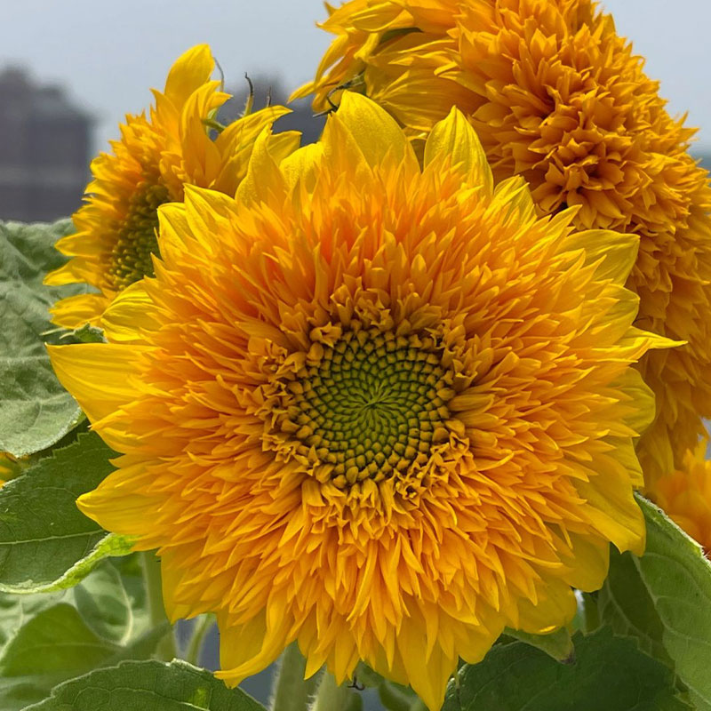 Ornamental Sunflower Series Seeds