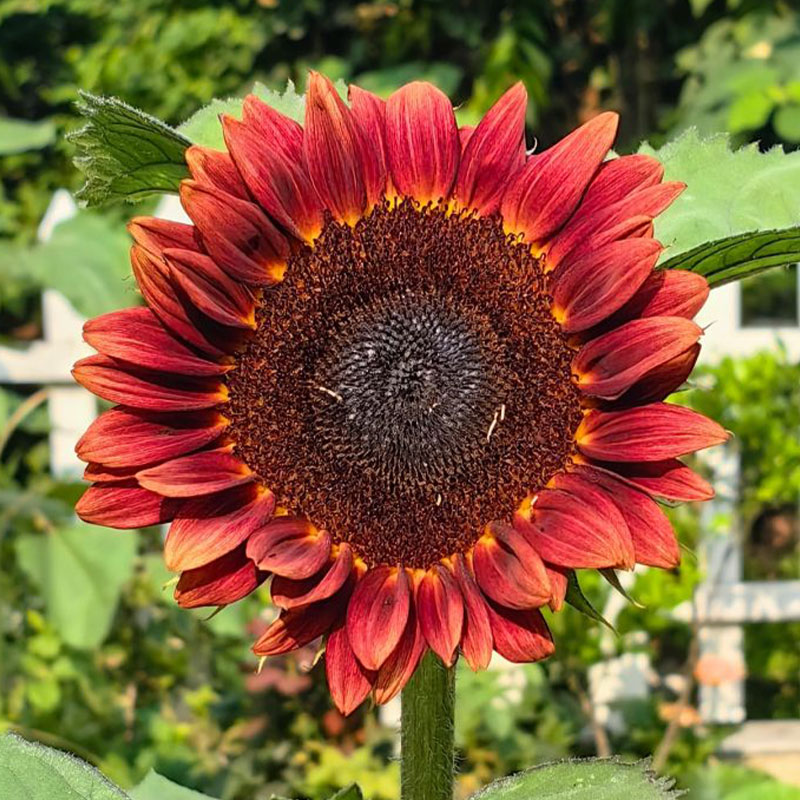 Ornamental Sunflower Series Seeds