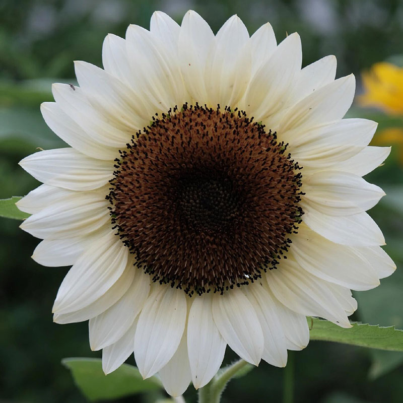 Ornamental Sunflower Series Seeds