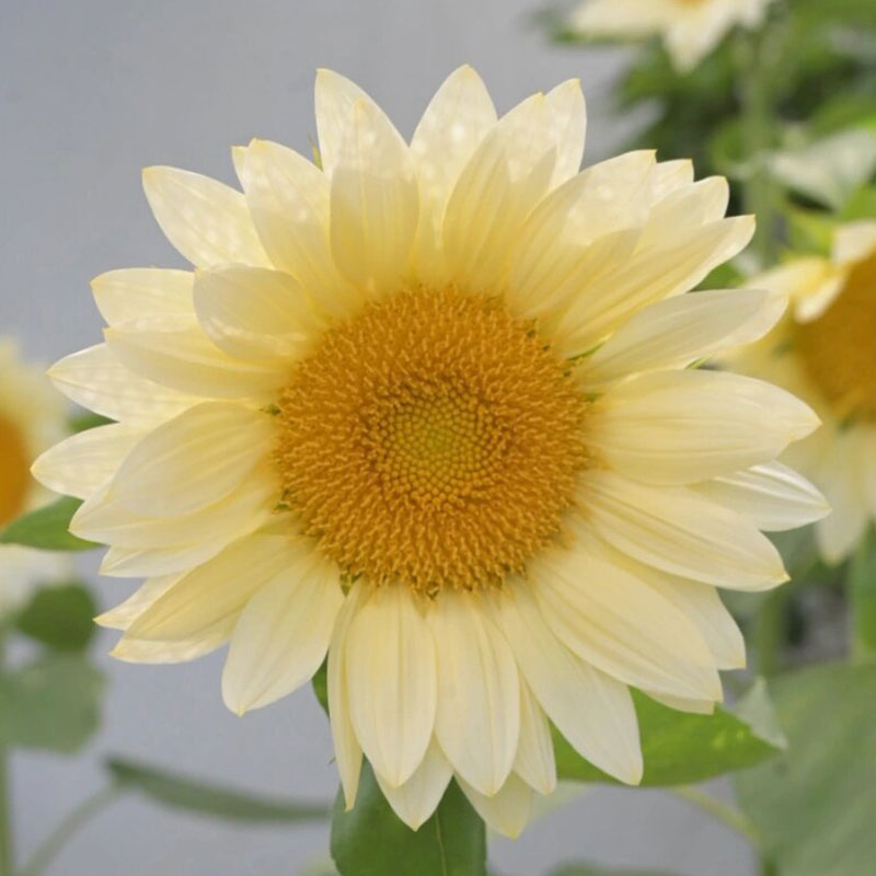 Ornamental Sunflower Series Seeds