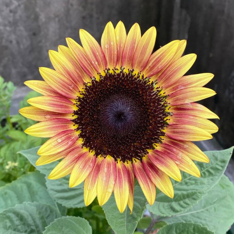 Ornamental Sunflower Series Seeds