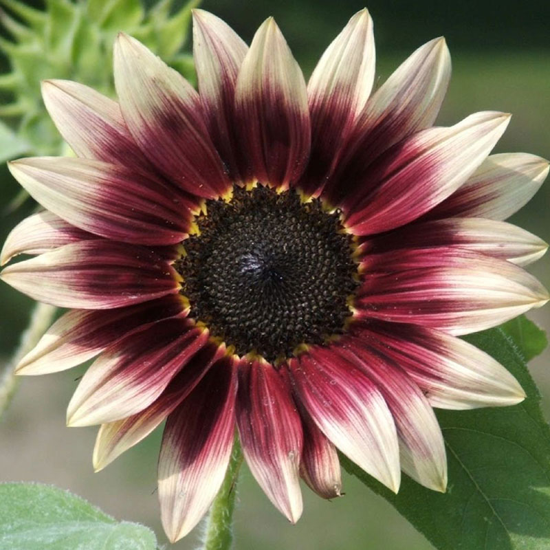 Ornamental Sunflower Series Seeds