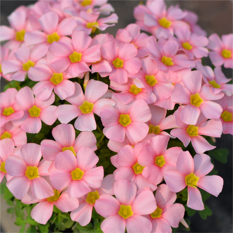 Oxalis Corniculata, Creeping Woodsorrel Seed