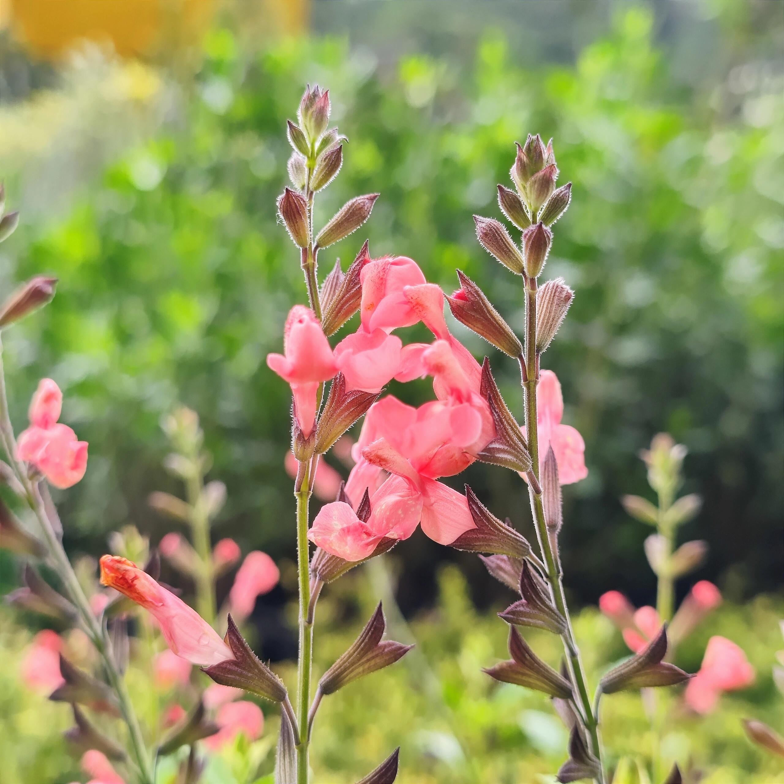 Multi-Species Sage Seeds