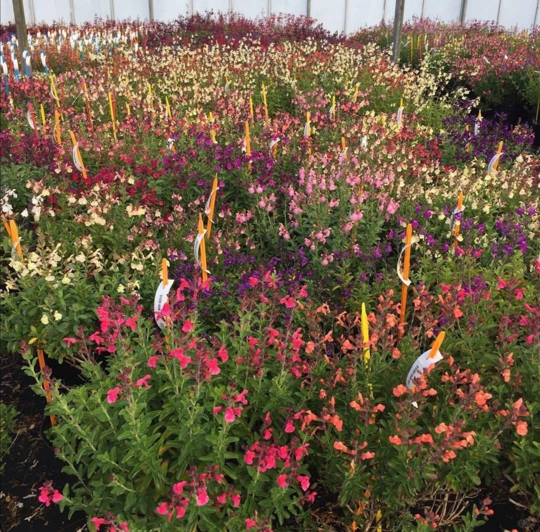 Multi-Species Sage Seeds