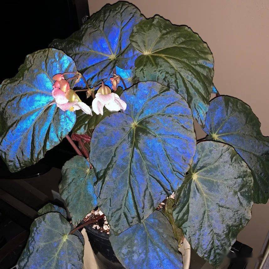 Blue Light Begonia Seeds