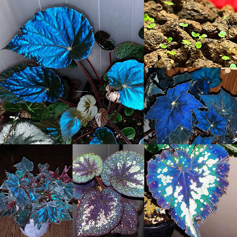 Blue Light Begonia Seeds